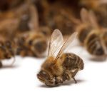 Dead bees.