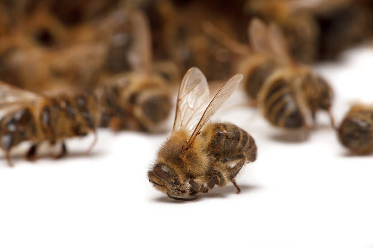 Dead bees.