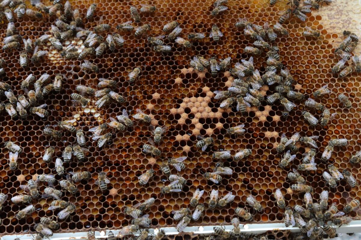 Weather conditions and pests like varroa mite are among the reasons that have been cited for recent Prairie beekeeping struggles. Photo: File