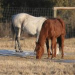 The 10,000 acre federal Ya Ha Tinda Ranch northwest of Sundre, Alberta. Western Canada's 170 warden's hroses are wintered and trained at the Ranch near the Banff National Park Boundary. A federal horse, right, and a ranch horse both in for training at the facility.