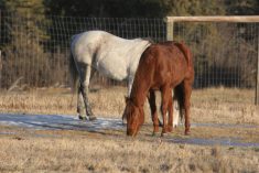 The 10,000 acre federal Ya Ha Tinda Ranch northwest of Sundre, Alberta. Western Canada's 170 warden's hroses are wintered and trained at the Ranch near the Banff National Park Boundary. A federal horse, right, and a ranch horse both in for training at the facility.