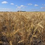 A winter wheat field at the Manitoba Crop Diversification Centre near Carberry on Aug. 6, 2025.