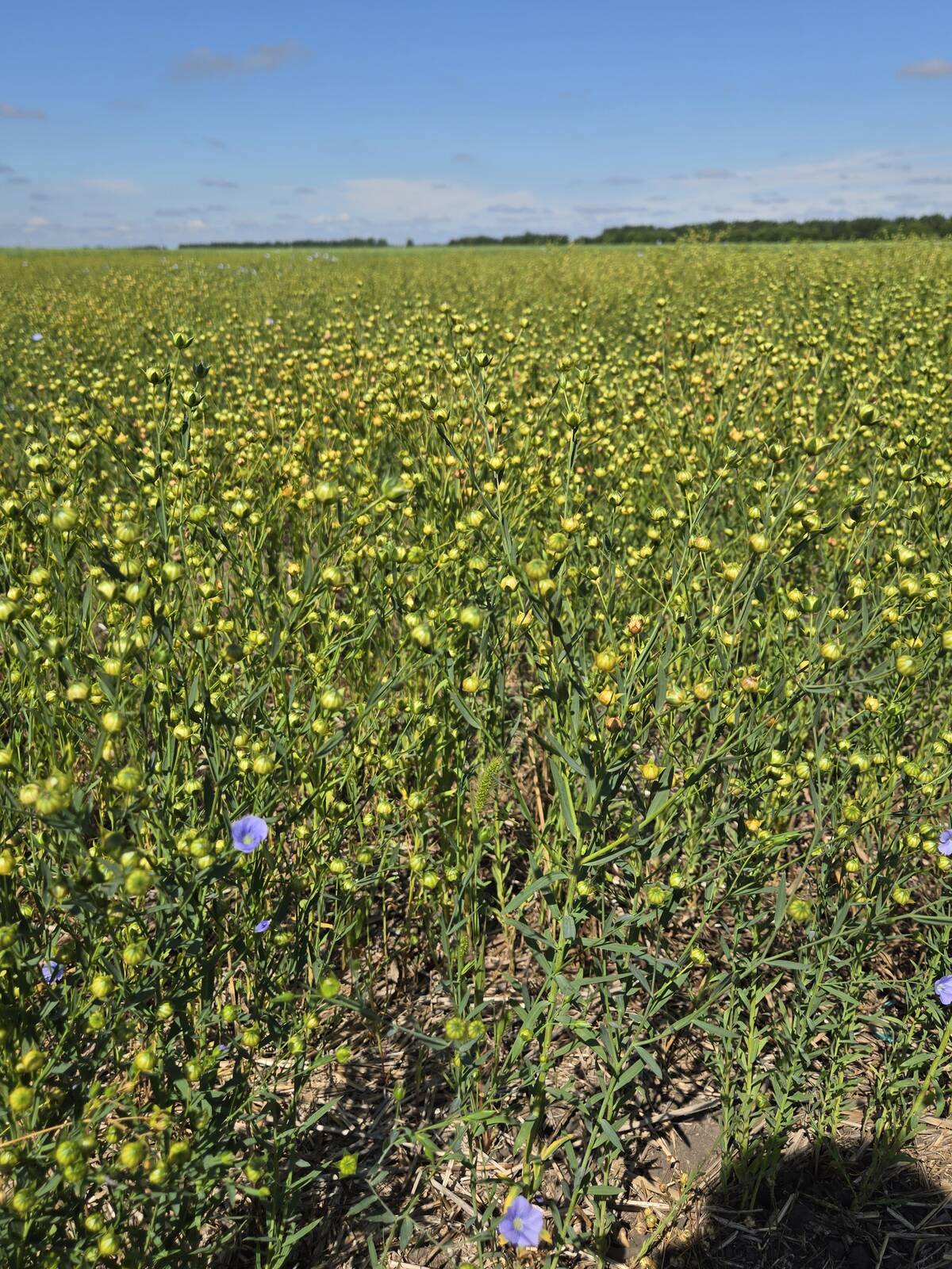 A field of flax at the Manitoba Crop Diversification Centre near Carberry on Aug. 6, 2025. Photo: Miranda Leybourne