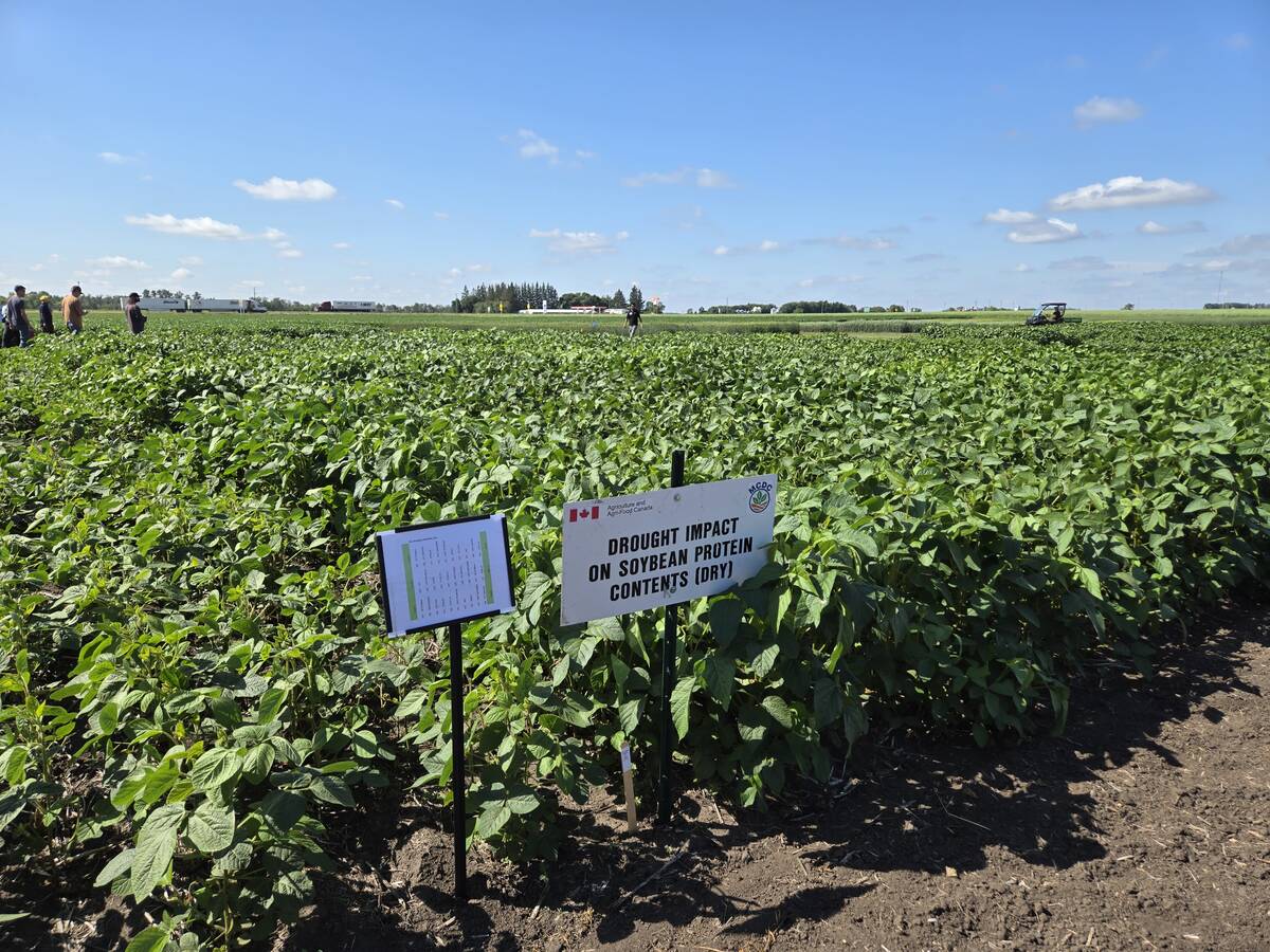 A soybean field where researchers are trialing different bio-stimulants at the Manitoba Crop Diversification Centre near Carberry on Aug. 6, 2025. Photo: Miranda Leybourne