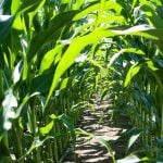 Large crops to weigh on CBOT corn/soybeans