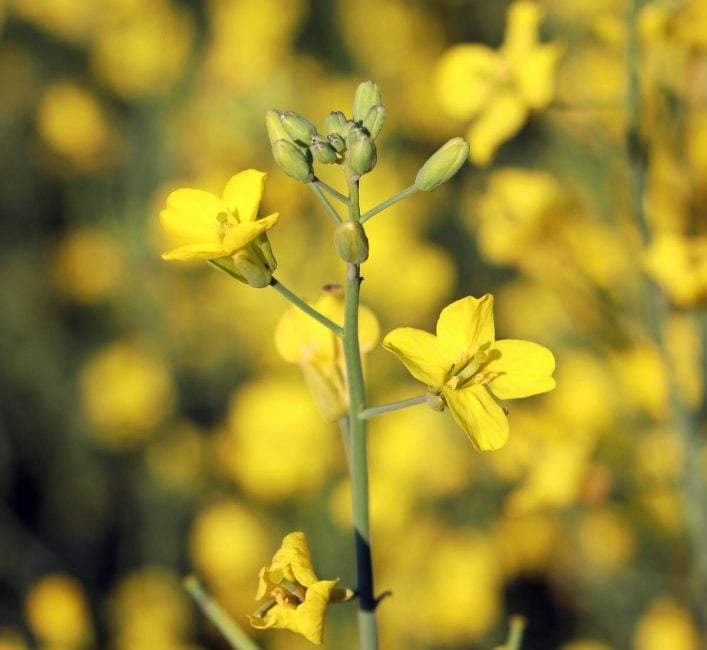 A canola plant blooms in a western Canadian field.