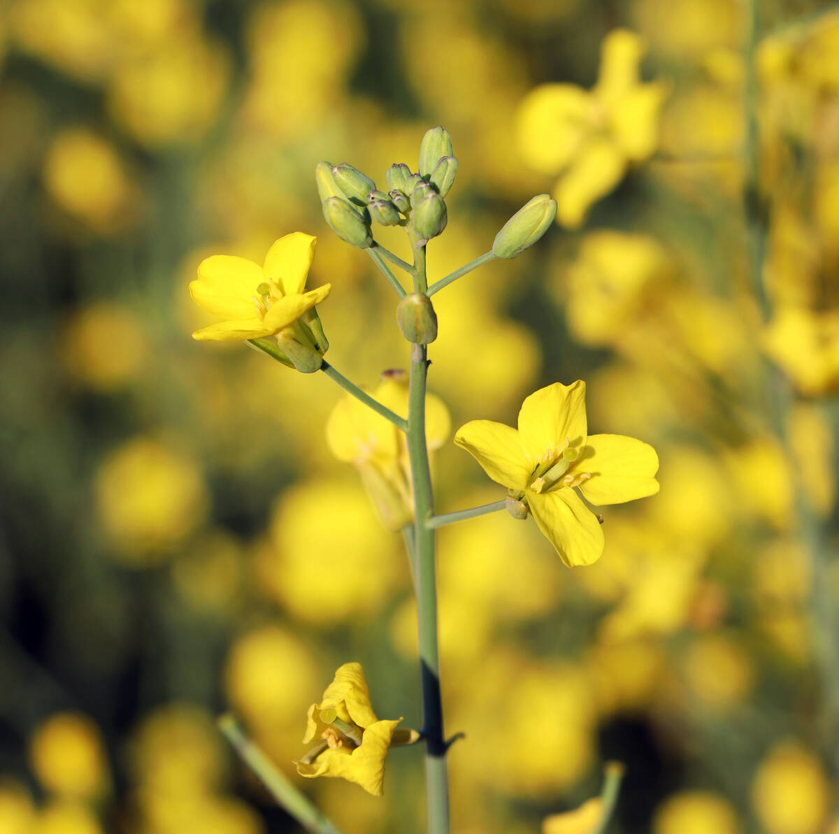 A canola plant blooms in a western Canadian field.