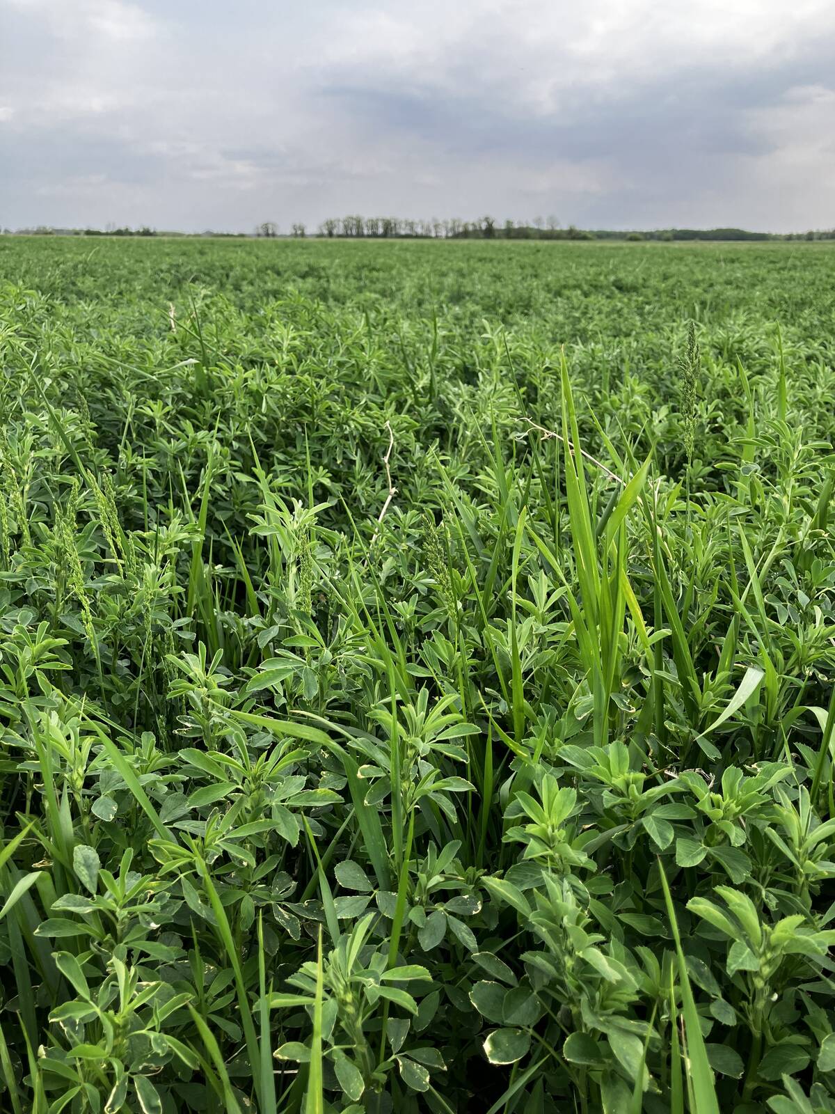 An alfalfa-grass hay crop grows near Stonewall, Man., 2025. Photo: Greg Berg