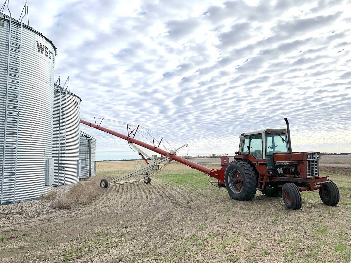 Canola is augered into grain bins southeast of Delisle, Sask., during the 2024 harvest. Photo: Paul Yanko