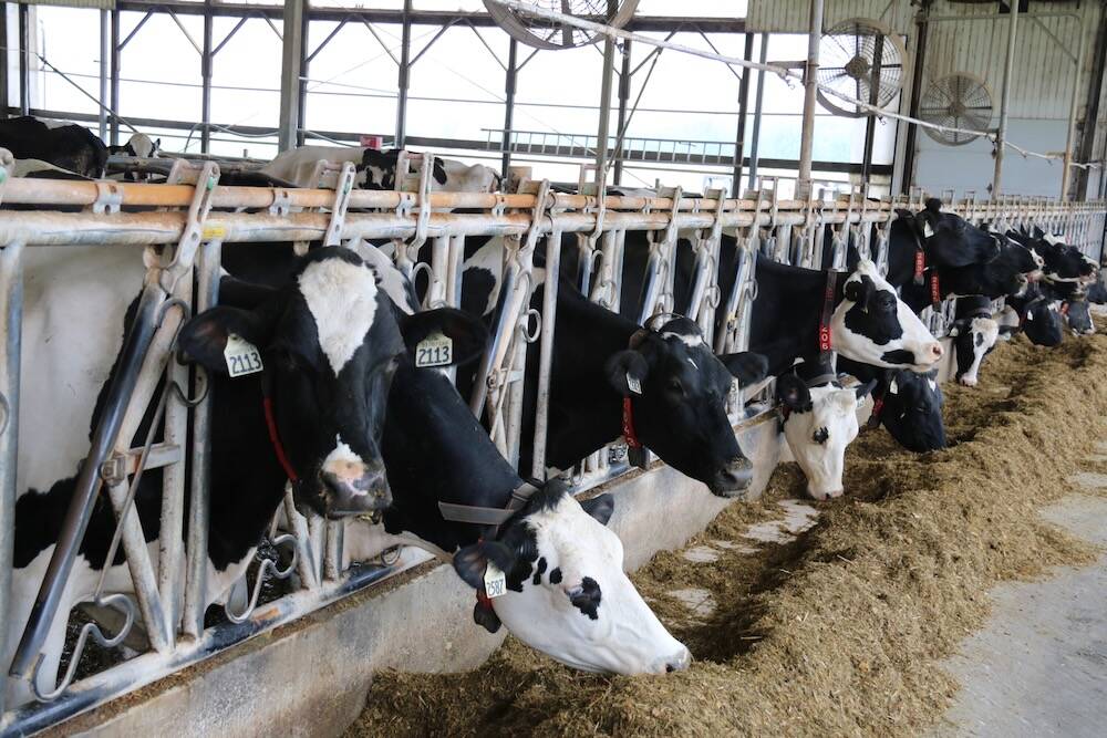The cost of feed has declined in 2024, putting a lid on the need for a milk price increase. Photo: John Greig