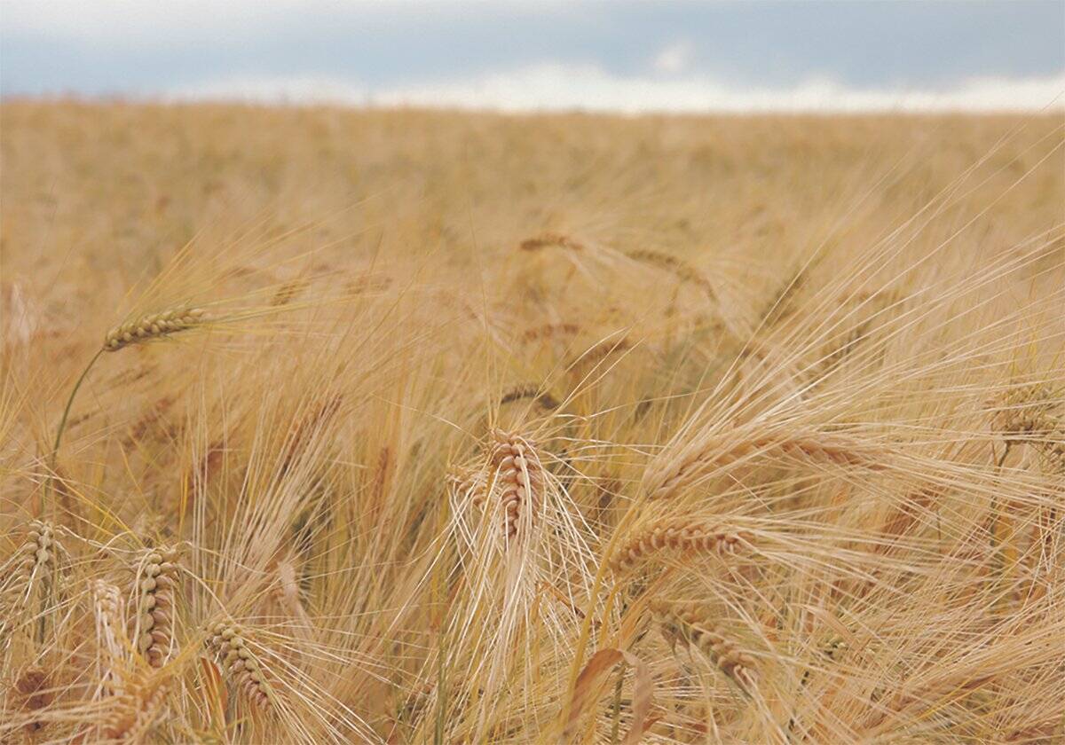 Warm spring brings more insects to Prairies