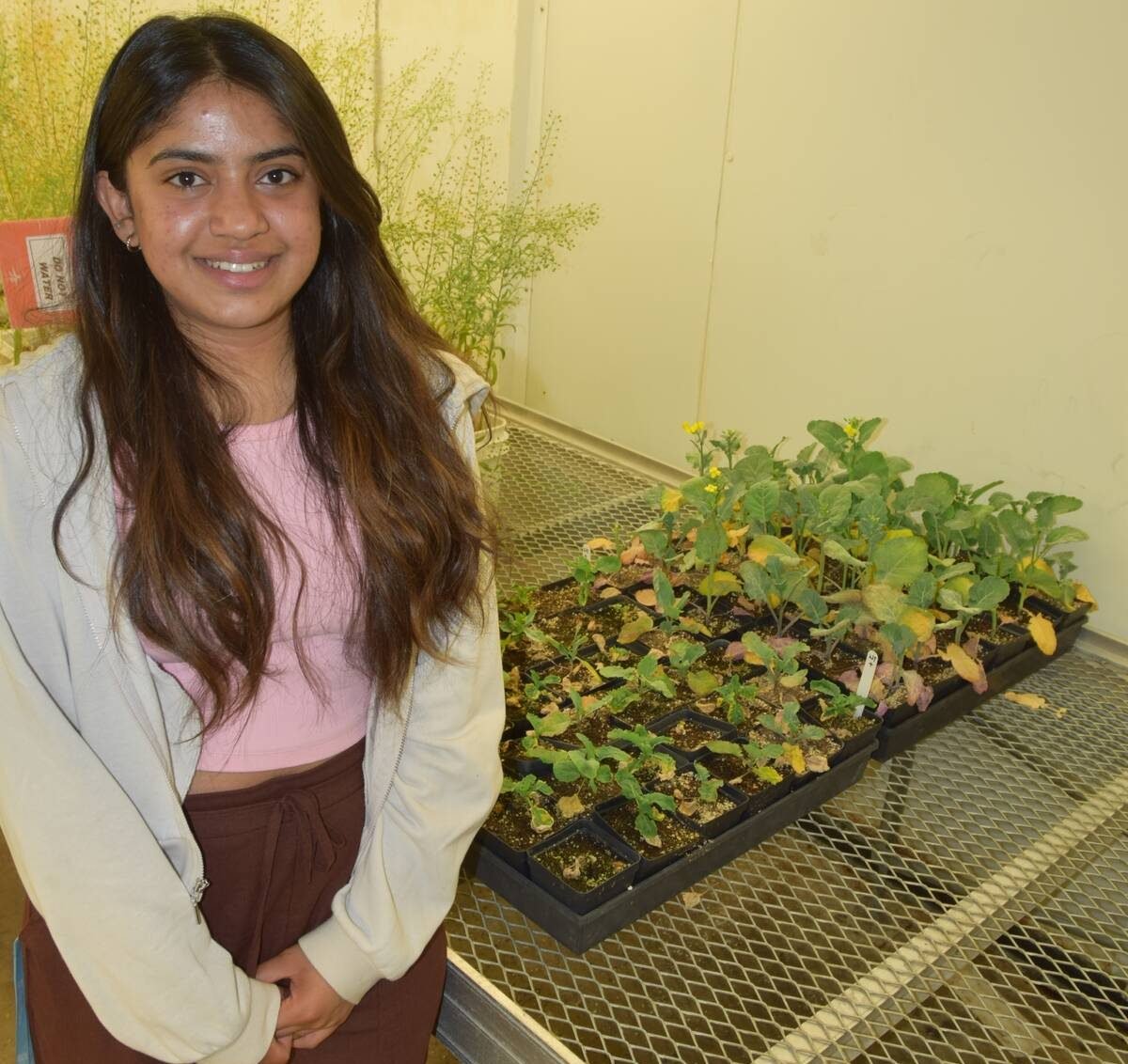 University of Manitoba doctoral student Shruti Kashyap, shown here in the plant growth chamber, is studying early-season moisture as it relates to verticillium disease severity. That led to the discovery that plants with thick suberin-rich roots had lower disease. Photo: Jay Whetter