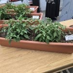 Healthy, thriving pepper plants grown in peat moss and varying levels of wool fibre additives. Photo: Miranda Leybourne