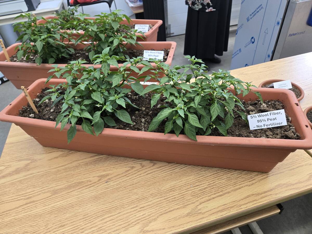 Healthy, thriving pepper plants grown in peat moss and varying levels of wool fibre additives. Photo: Miranda Leybourne
