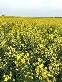Canola in bloom in Sturgeon County, Alberta, in July 2025. Photo: Zak McLachlan