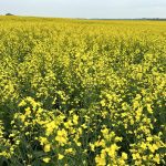 Canola in bloom in Sturgeon County, Alberta, in July 2025. Photo: Zak McLachlan