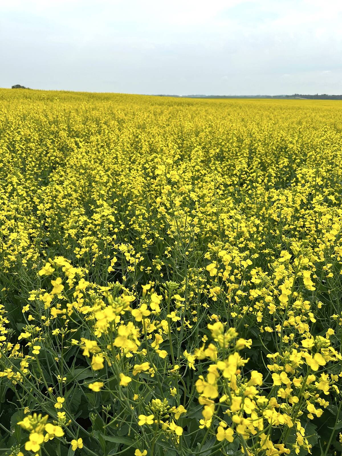 Canola in bloom in Sturgeon County, Alberta, in July 2025. Photo: Zak McLachlan