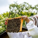 Canada will not be reopening its borders to U.S. packaged bees, according to an early August regulatory decision by the Canadian Food Inspection Agency.