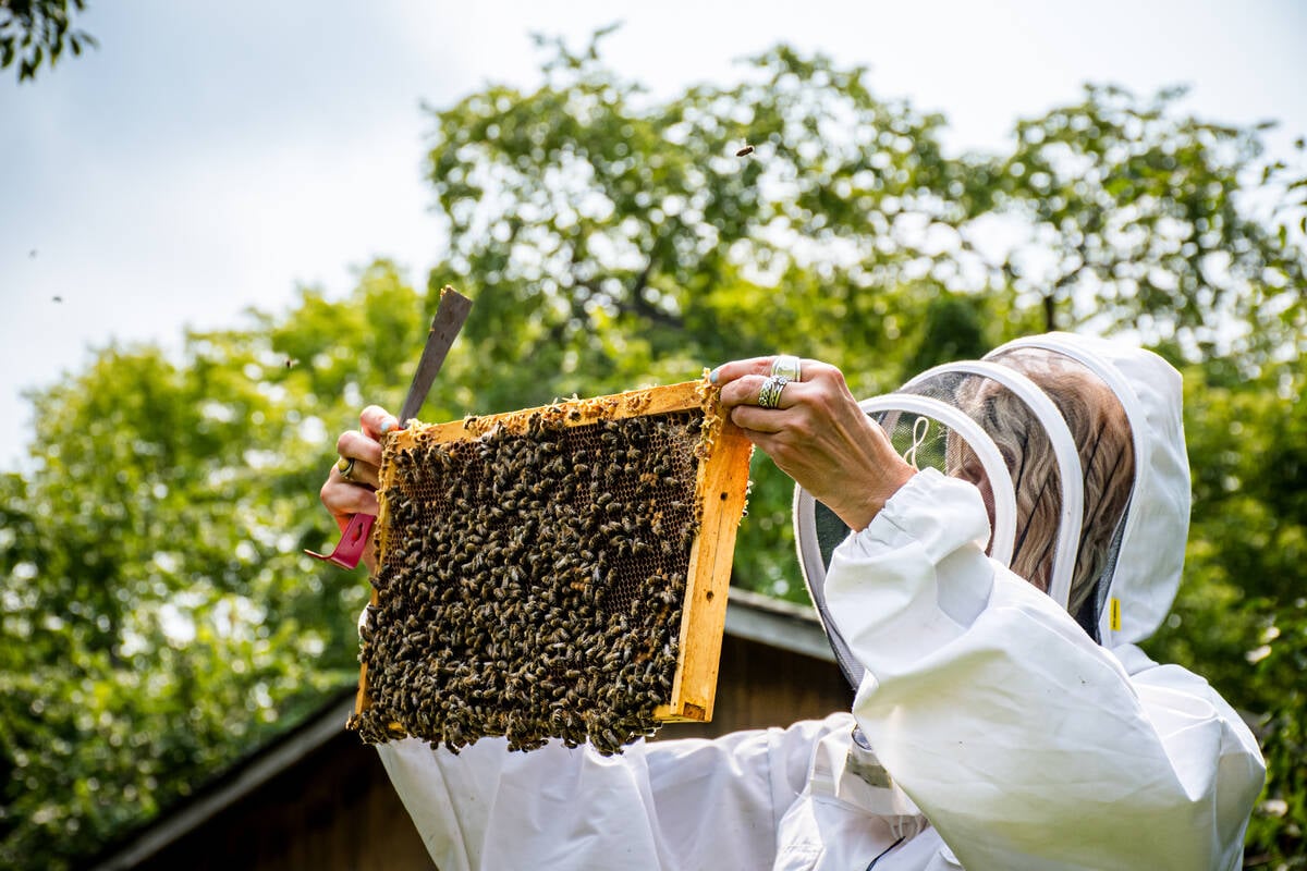 Canada will not be reopening its borders to U.S. packaged bees, according to an early August regulatory decision by the Canadian Food Inspection Agency.