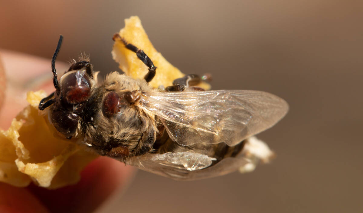Varroa mites, a well-known bane for Canadian beekeepers, are cited as one risk of U.S. packaged bee imports. Photo: MaYcaL/iStock/Getty Images