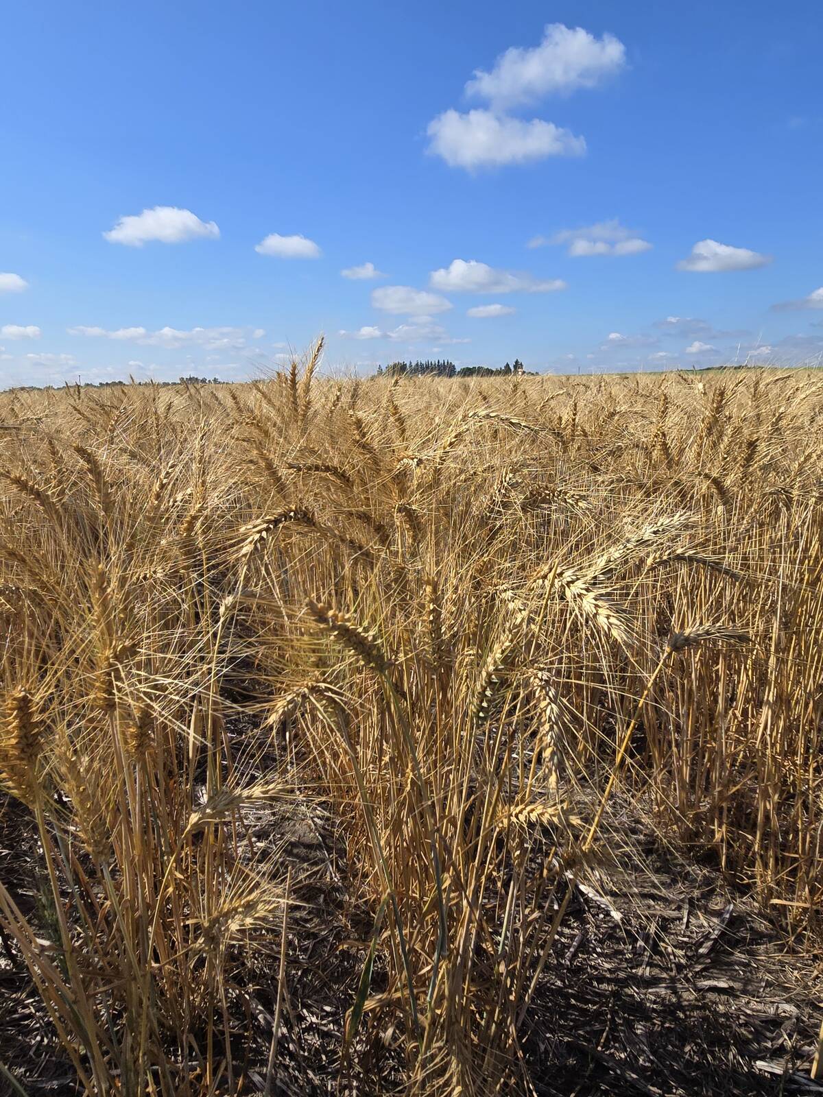 A field of winter wheat at the Manitoba Crop Diversification Centre in Carberry on Aug. 6, 2025. Photo: Miranda Leybourne