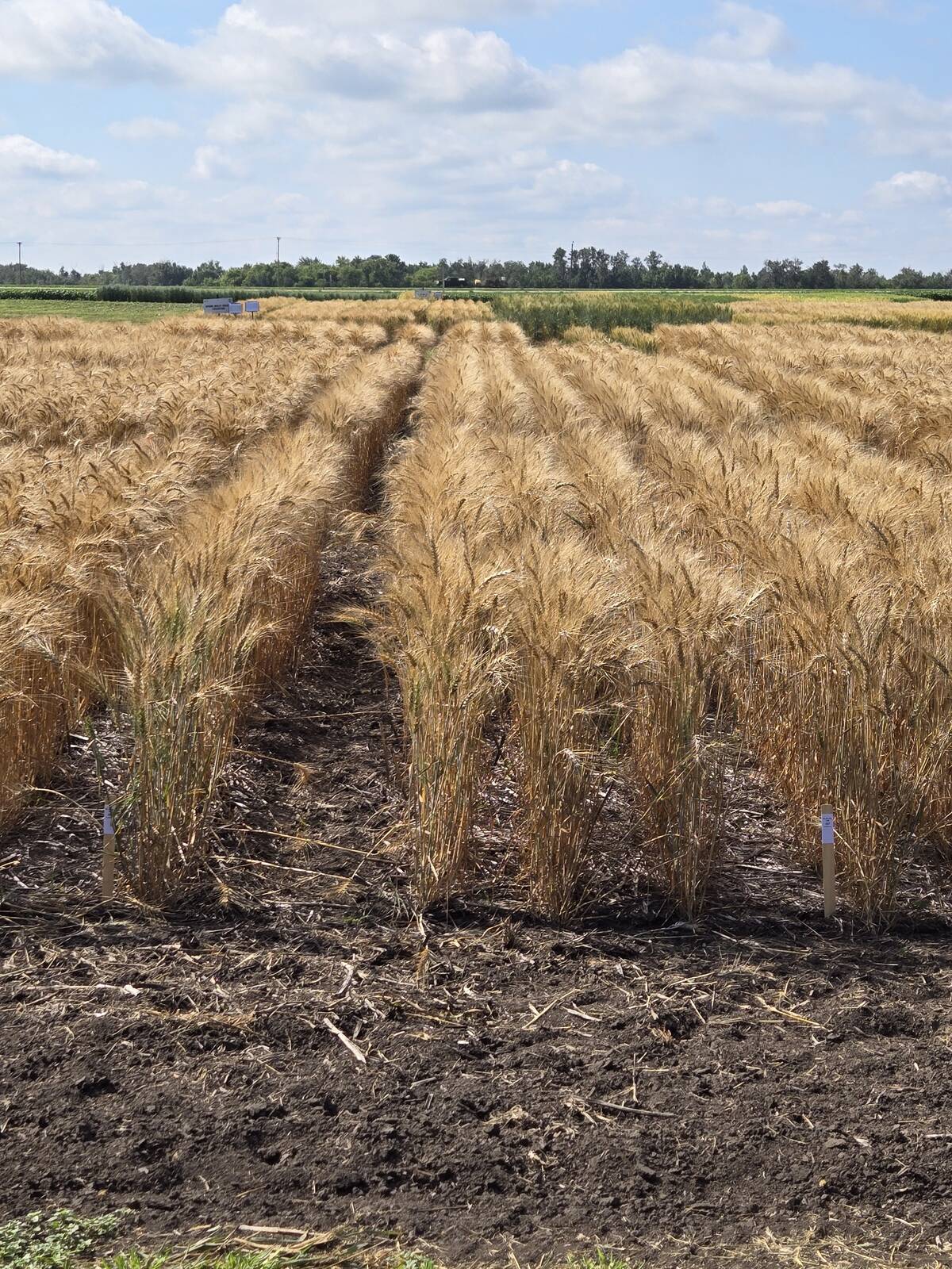 A field of trial winter wheat varieties at the Manitoba Crop Diversification Centre in Carberry on Aug. 6, 2025. Photo: Miranda Leybourne