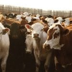 feedlot Canada Beef
