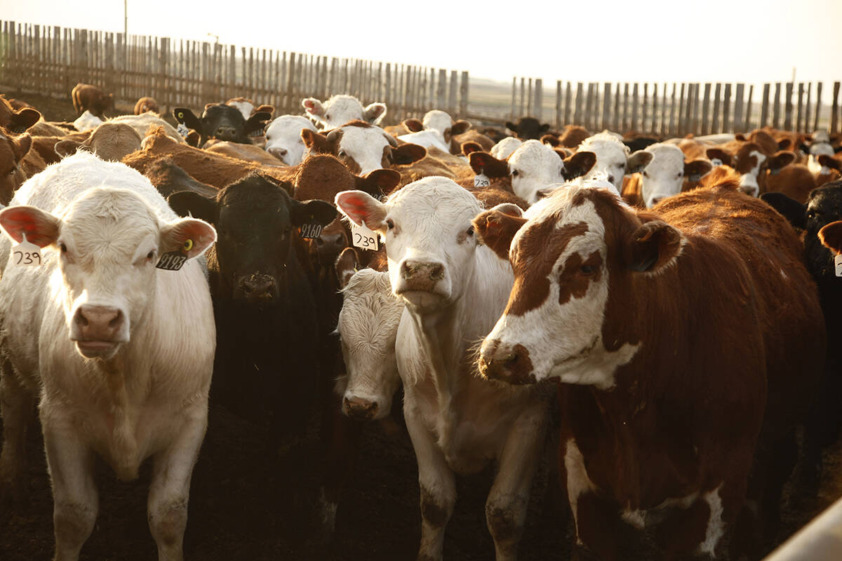 feedlot Canada Beef