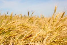 Photo: Allan Dawson/File