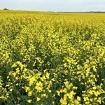 Canola in bloom in Sturgeon County, Alberta, in July 2025.