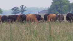 Cattle graze in the smokey air in a pasture they were moved to earlier that day near Scott Duguid’s farm north of Gimli, Man., on July 30.