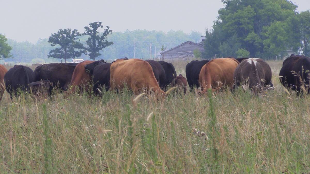 Cattle graze in the smokey air in a pasture they were moved to earlier that day near Scott Duguid’s farm north of Gimli, Man., on July 30.