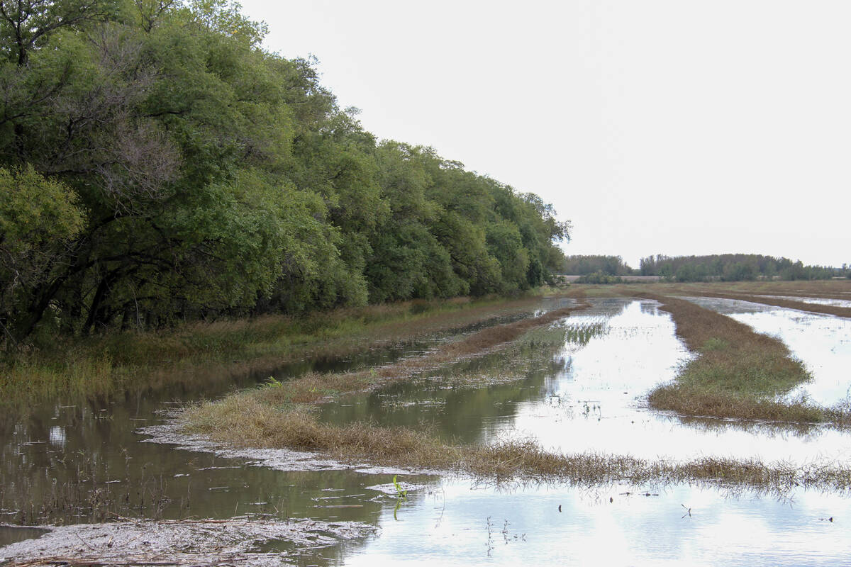 Heavy rainfall in a field near Randolph, Man. on Sept. 19, 2024.