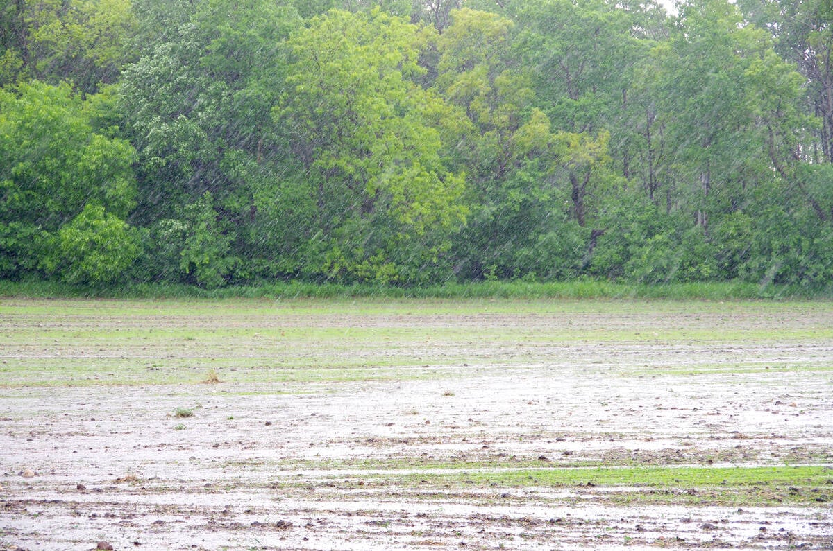 A burst of heavy rain falls on a field on top of the Manitoba escarpment June 12, 2024, part of a string of severe storms that hit the region at the time. Photo: Alexis Stockford