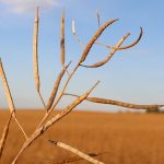 Ripe canola pods in Saskatchewan.