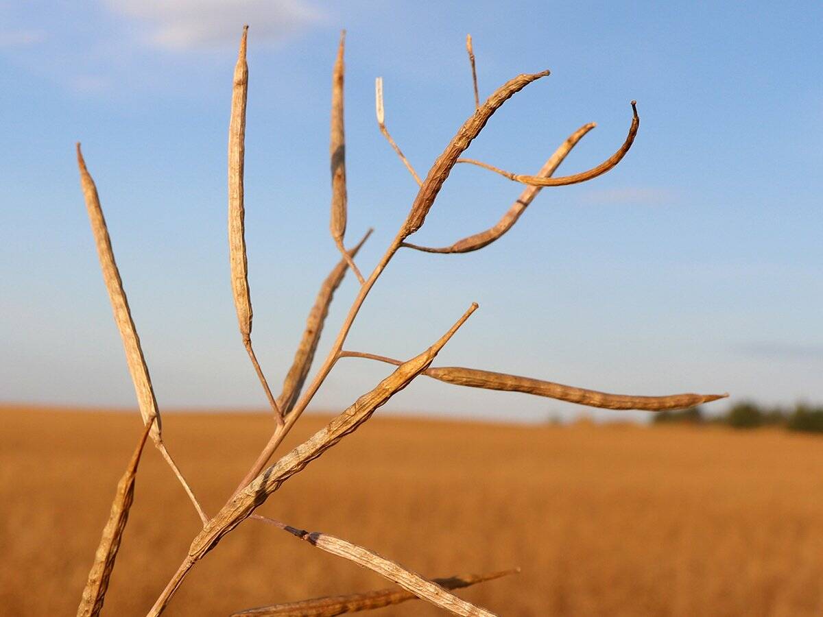 Ripe canola pods in Saskatchewan.