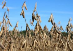Mature soybean plants await harvest in Ontario.