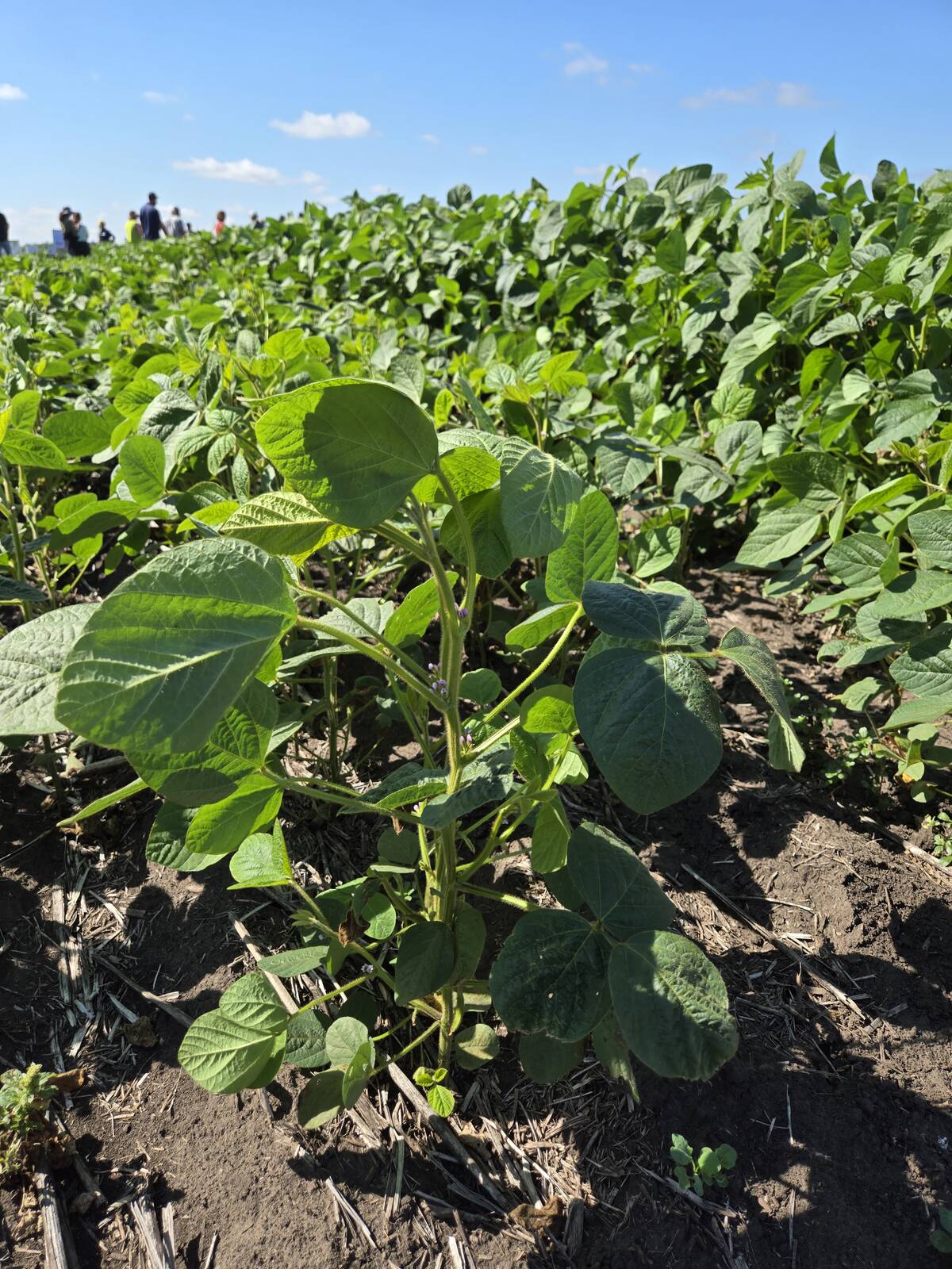 Two-spotted spider mites have been the most problematic pest for Manitoba soybean growers this season. Photo: Miranda Leybourne