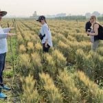 University of Manitoba staff and students in a field plot at the Ian N. Morrison Research Farm in Carman, Man., on July 29, 2025.