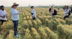 University of Manitoba staff and students in a field plot at the Ian N. Morrison Research Farm in Carman, Man., on July 29, 2025.