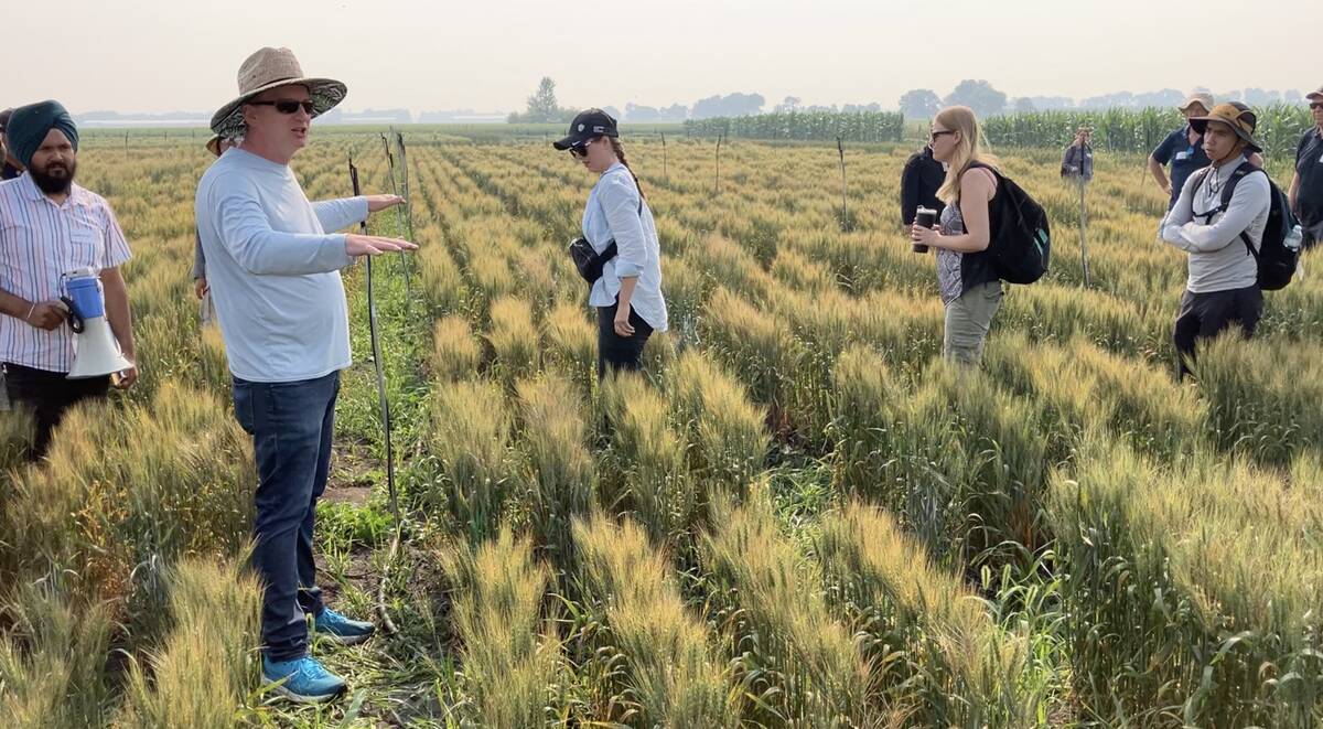 University of Manitoba staff and students in a field plot at the Ian N. Morrison Research Farm in Carman, Man., on July 29, 2025.