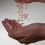 Kernels of spring wheat being passed from hand to hand.