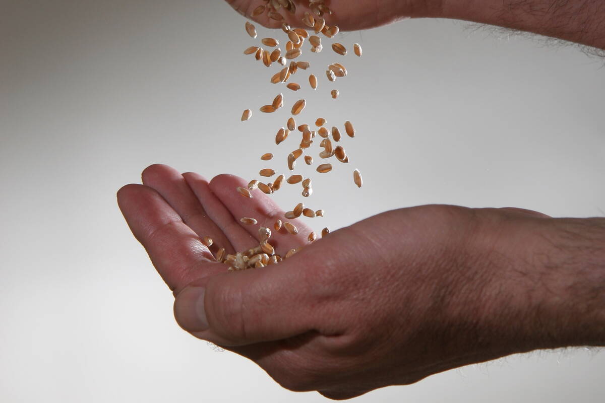 Kernels of spring wheat being passed from hand to hand.