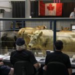 Cattle at auction at the Grunthal Livestock Auction Mart on August 19, 2025. Photo: Geralyn Wichers