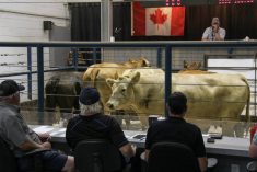Cattle at auction at the Grunthal Livestock Auction Mart on August 19, 2025. Photo: Geralyn Wichers