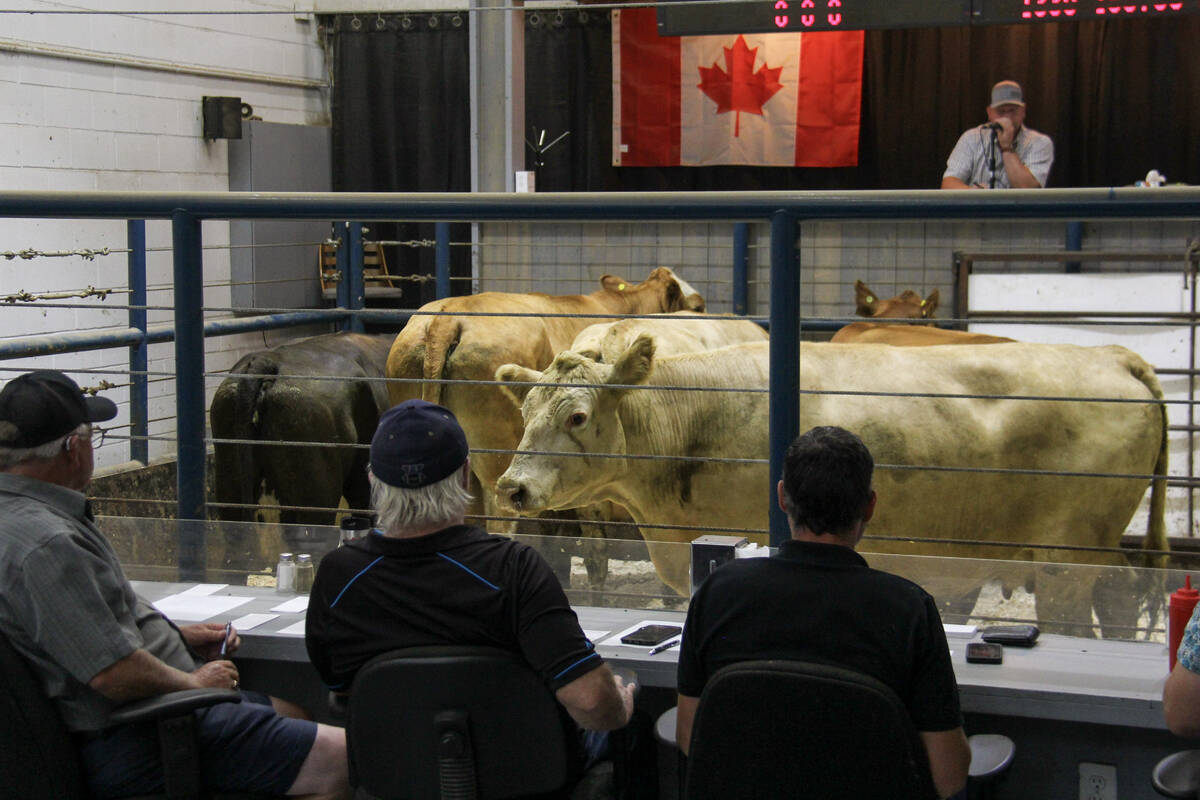 Cattle at auction at the Grunthal Livestock Auction Mart on August 19, 2025. Photo: Geralyn Wichers