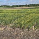 A field of flax at a Manitoba Crop Diversification Centre in Carberry on Aug. 6, 2025. Photo: Miranda Leybourne