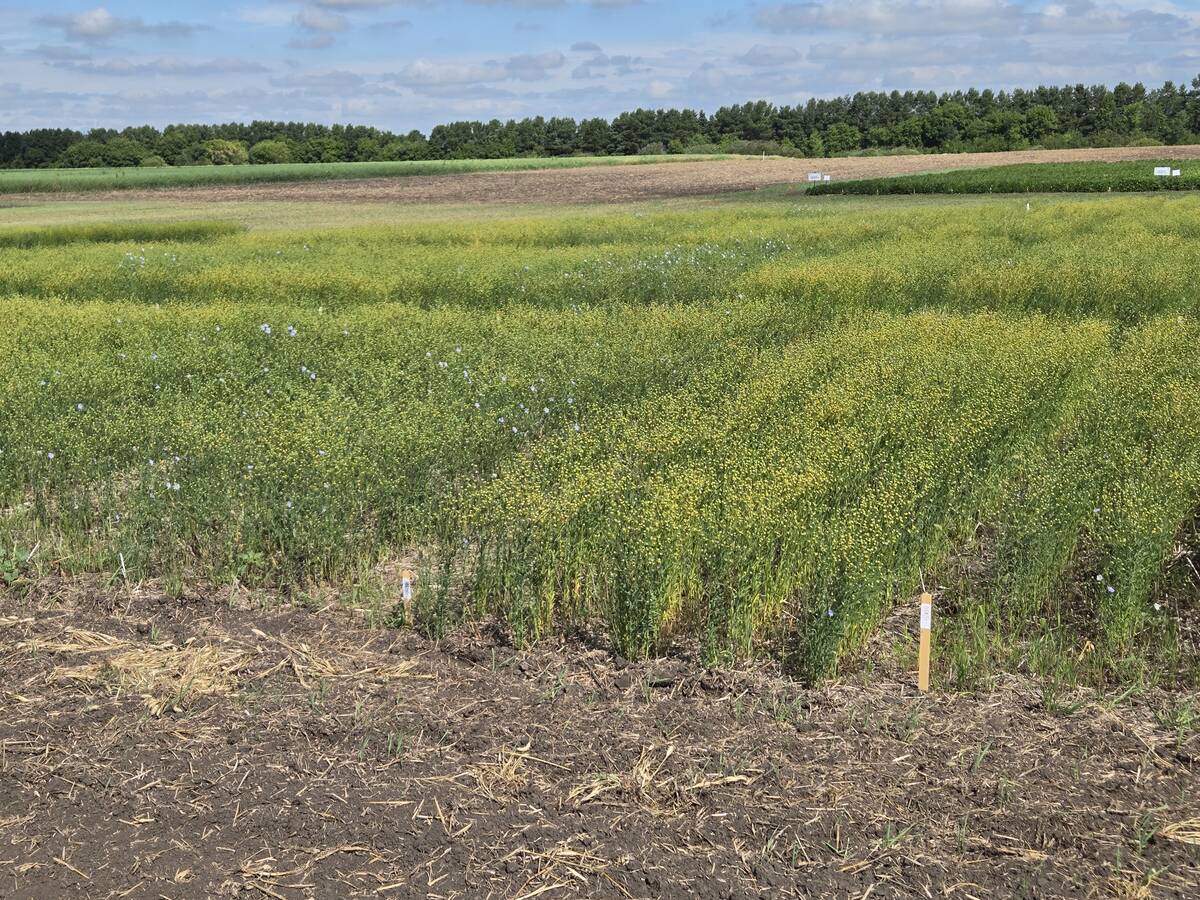 A field of flax at a Manitoba Crop Diversification Centre in Carberry on Aug. 6, 2025. Photo: Miranda Leybourne