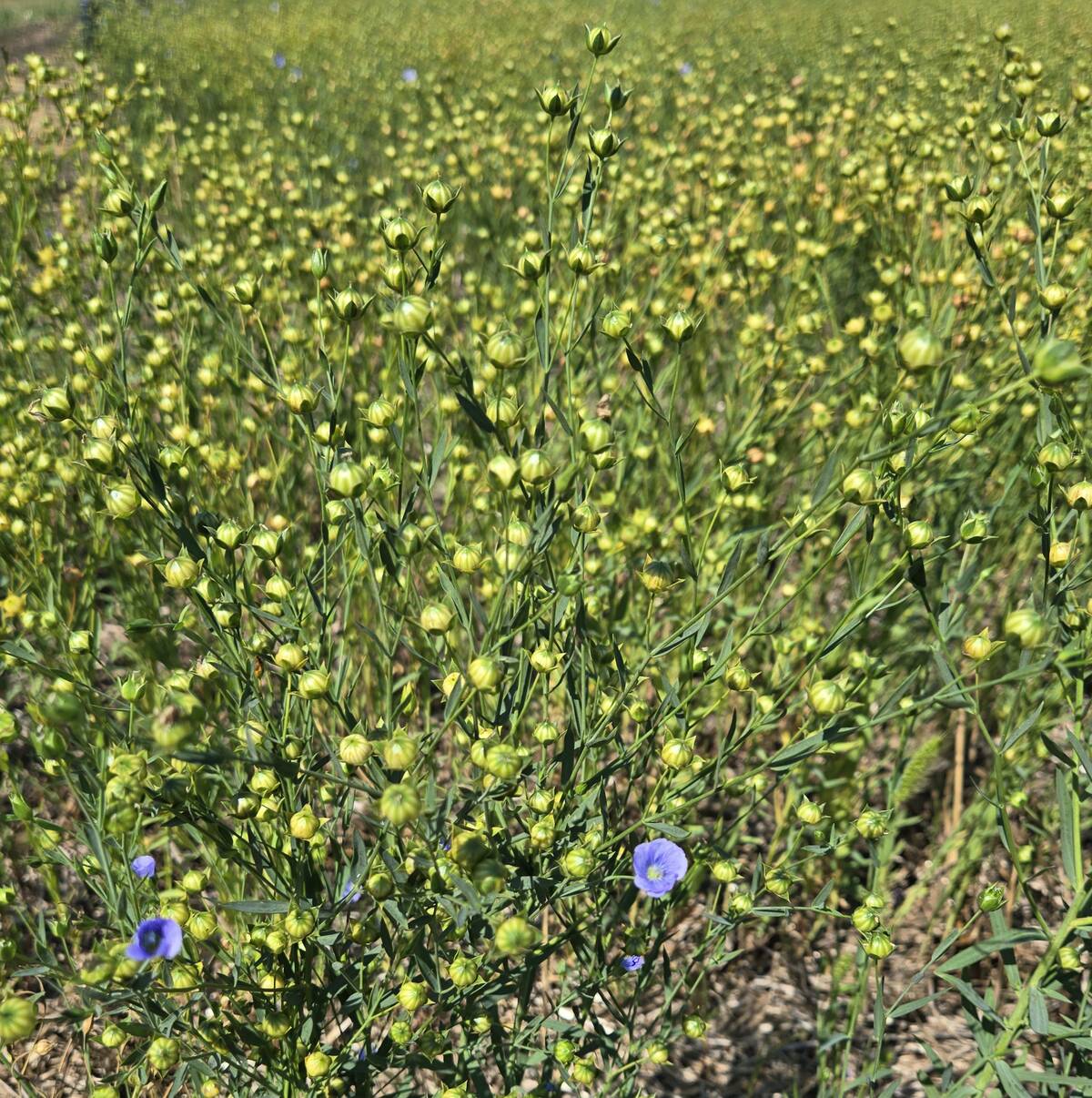 The last flowers were closing on the flax plots at the Manitoba Crop Diversification Centre in Carberry on Aug. 6, 2025. Photo: Miranda Leybourne