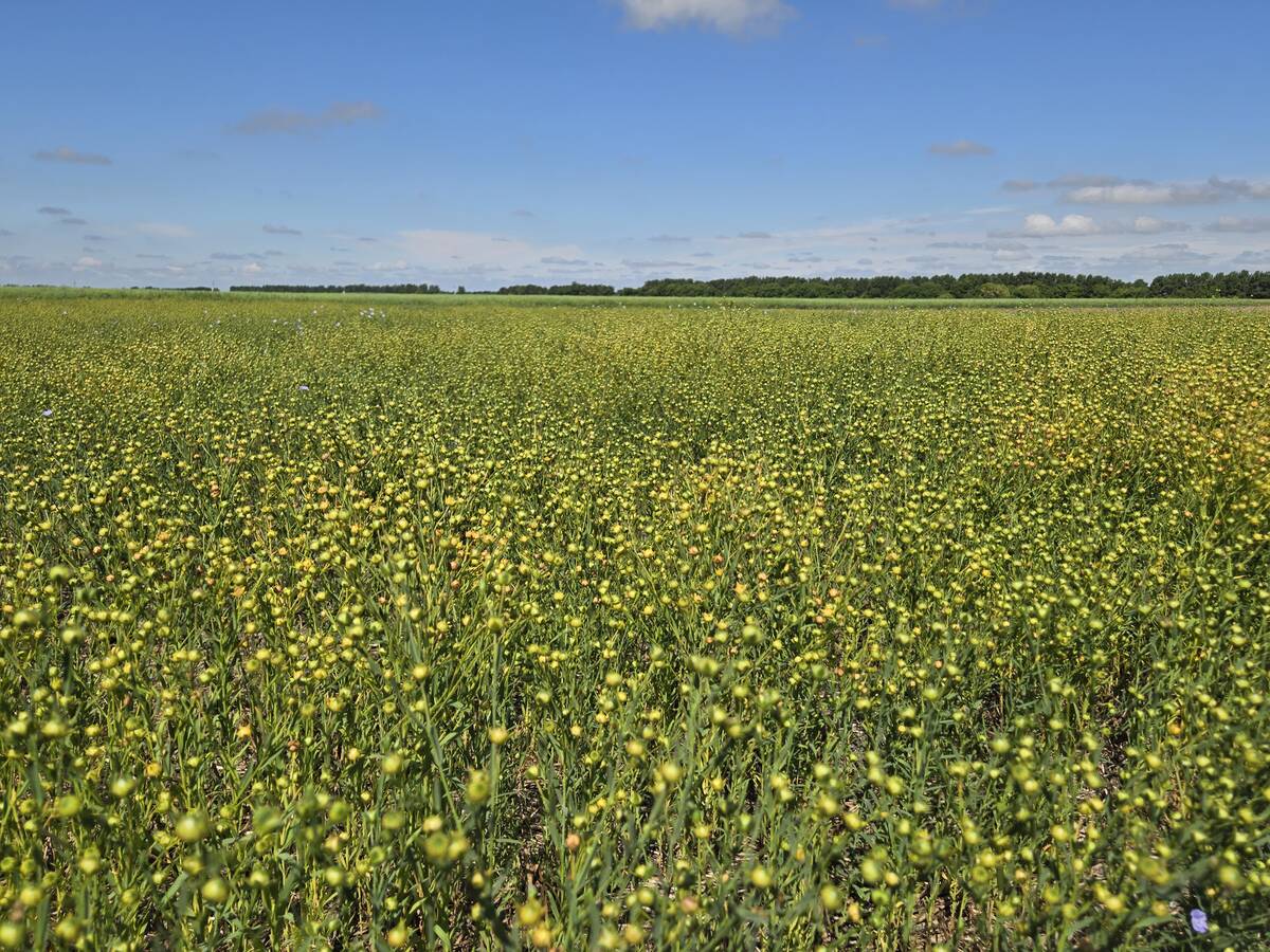 A field of flax at a Manitoba Crop Diversification Centre in Carberry on Aug. 6, 2025. Photo: Miranda Leybourne